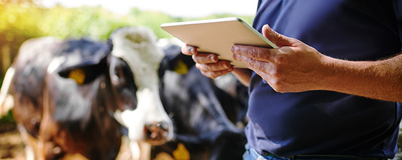 Dairy cow and producer with tablet